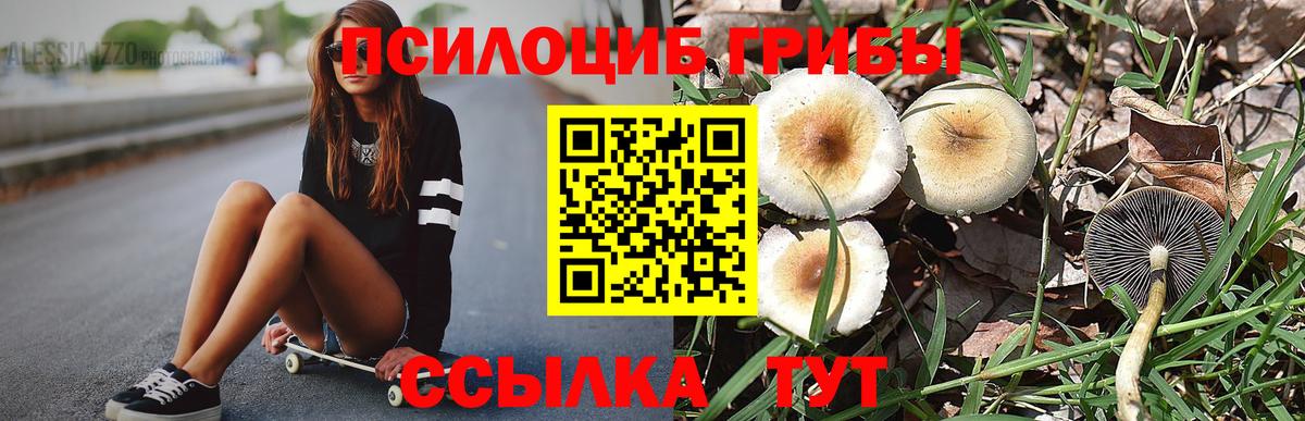 Псилоцибиновые грибы Psilocybe  Вход с VPN  Ставрополь 